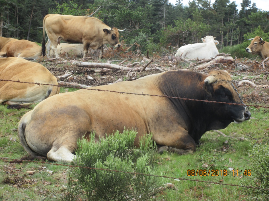 Das Aubrac und seine wunderbare Rindersorte