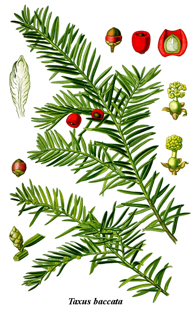 Cleaned-Illustration_Taxus_baccata (1)